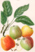 Adams Pearmain