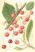 Belle d'Orleans