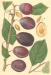 Belle de Louvain