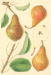 Capiaumont