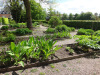 Laegeurter-Ringsted