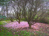 blomstertaeppe