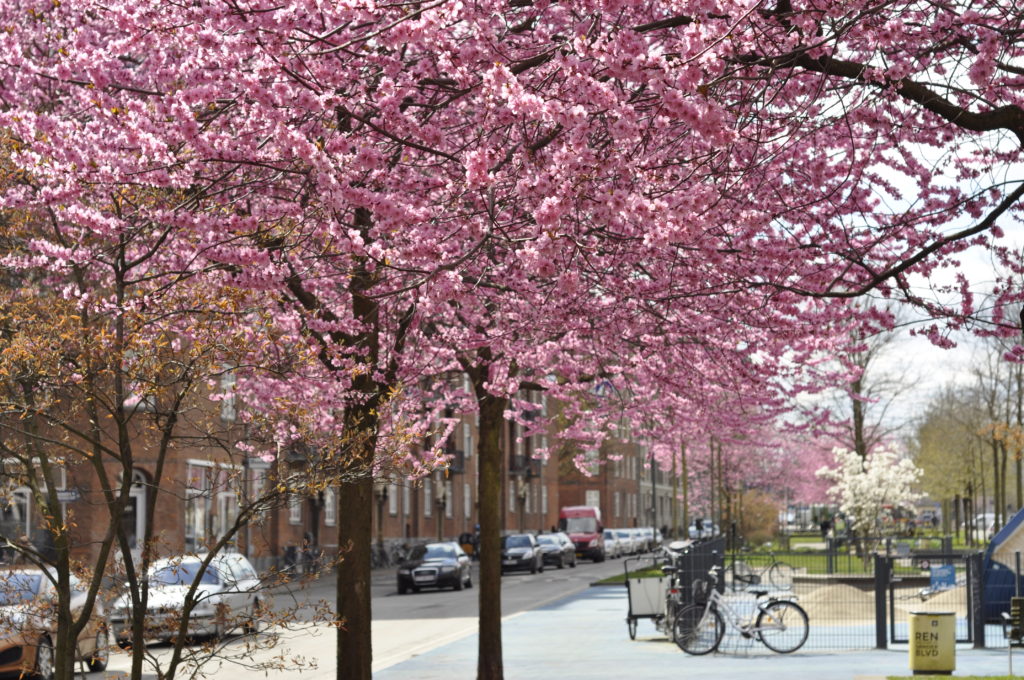 Bytræer på Sønder Boulevard, København